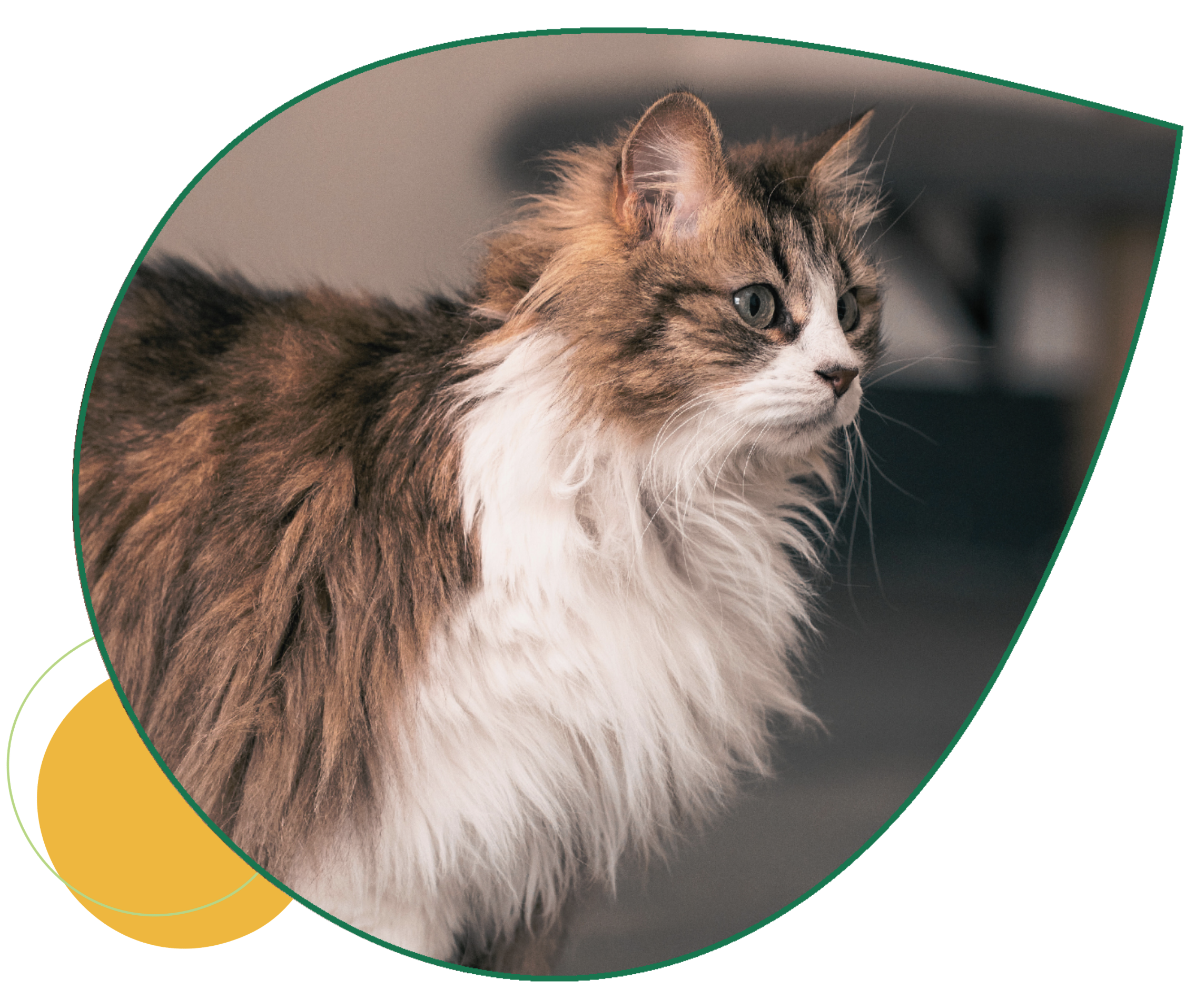 mizzicat